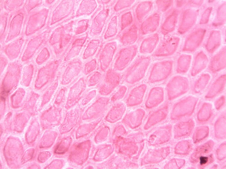 Symphony of the Cells - keha rakutasandi toetamine