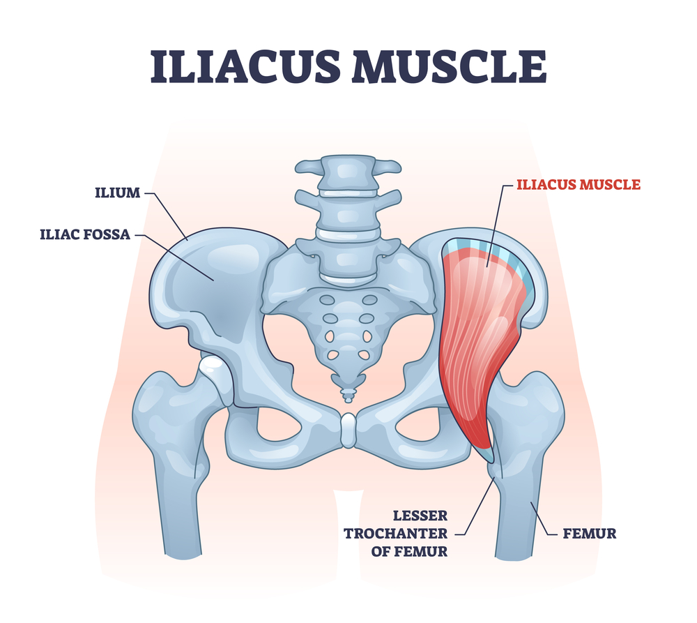 Iliacus muscle with hip or groin muscular, skeletal anatomy outline diagram Niudelihas